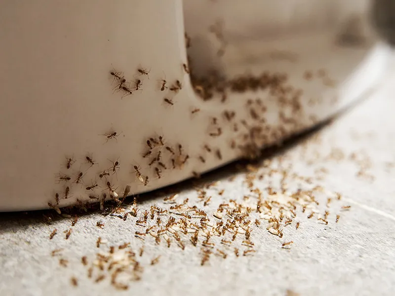 Ants appearing on a bathroom floor near plumbing fixtures, which can indicate excess moisture from a possible slab leak beneath the home